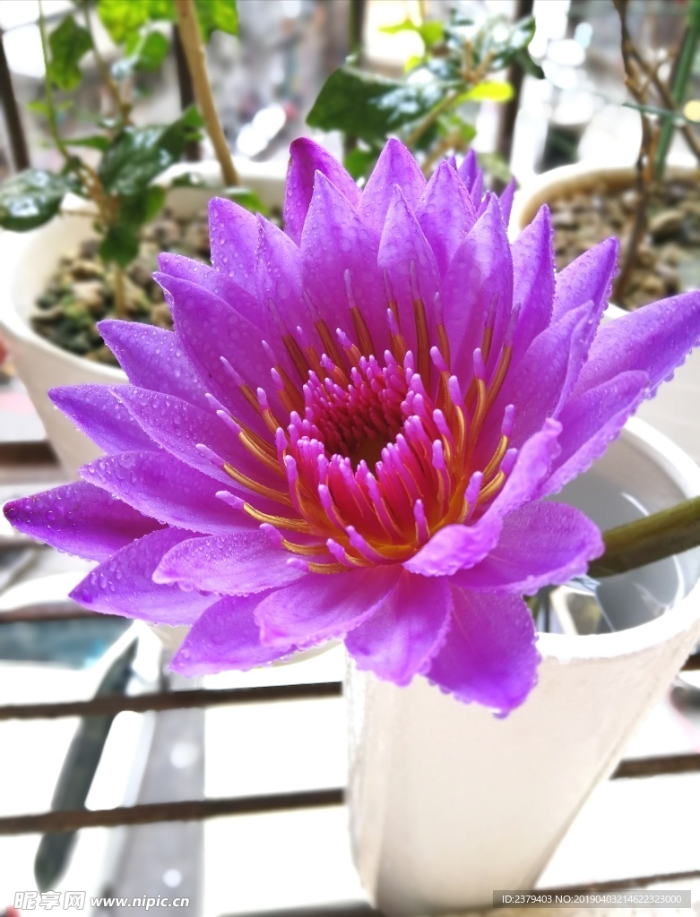 睡莲 花 植物 花卉 生物世界