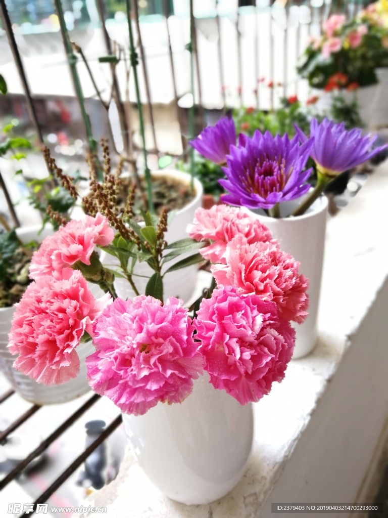 康乃馨鲜花
