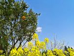 橘子和油菜花