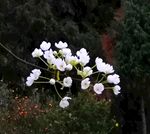 干净的梨花
