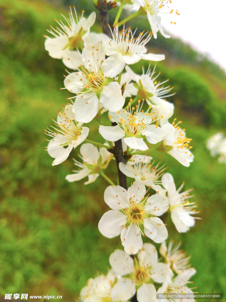 田野李花