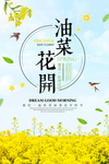油菜花