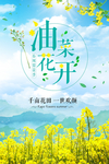 油菜花
