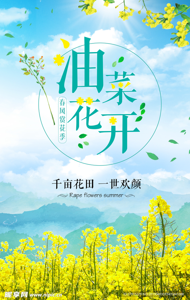 油菜花