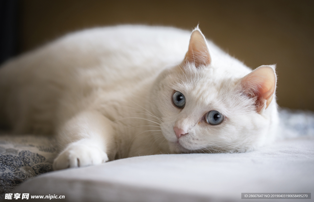 白色中华田园猫