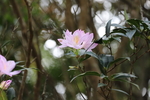 深圳梧桐山毛棉杜鹃