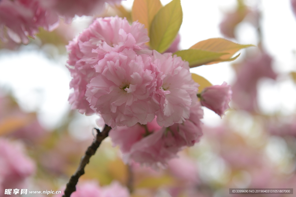 关山樱花