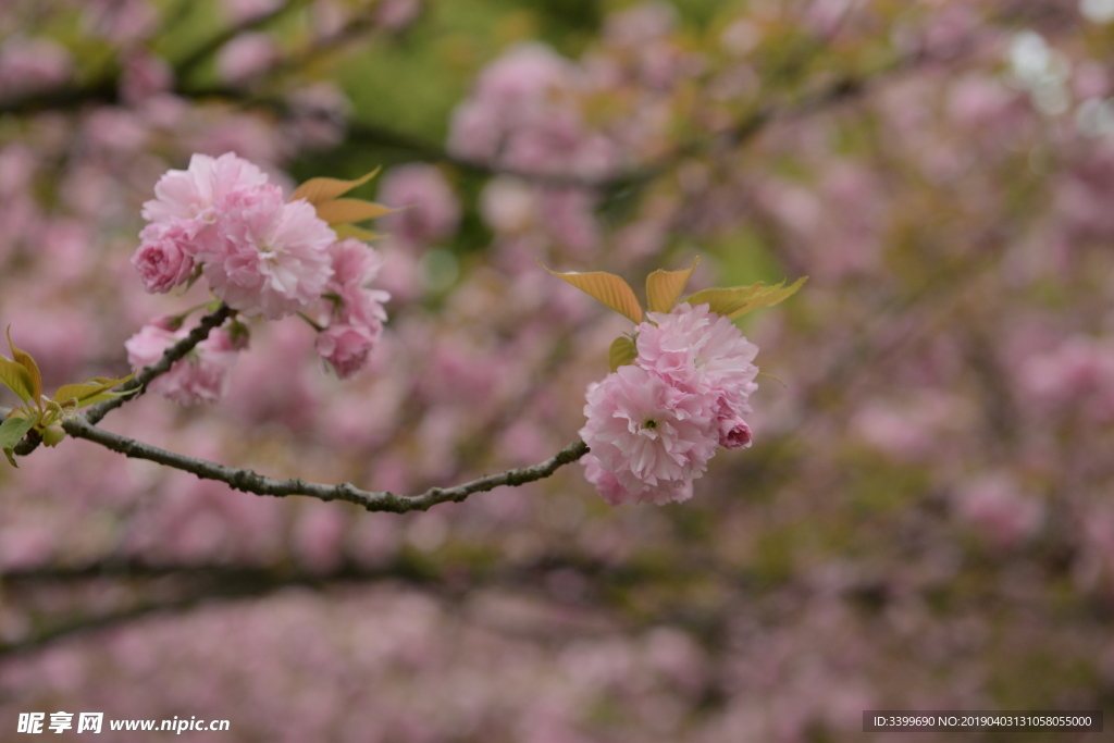 关山樱花樱花 花枝 红缨 花