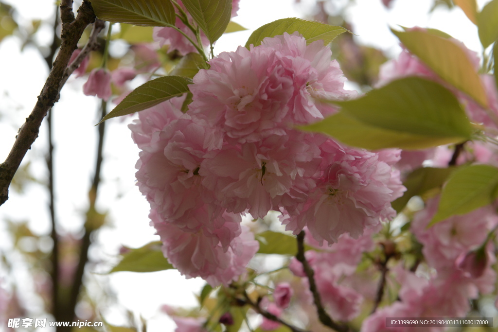 关山樱花