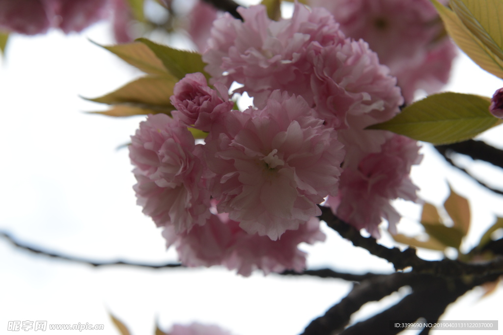 关山樱花