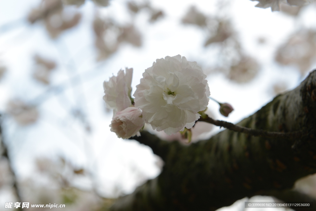 关山樱花