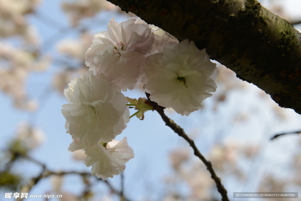 关山樱花