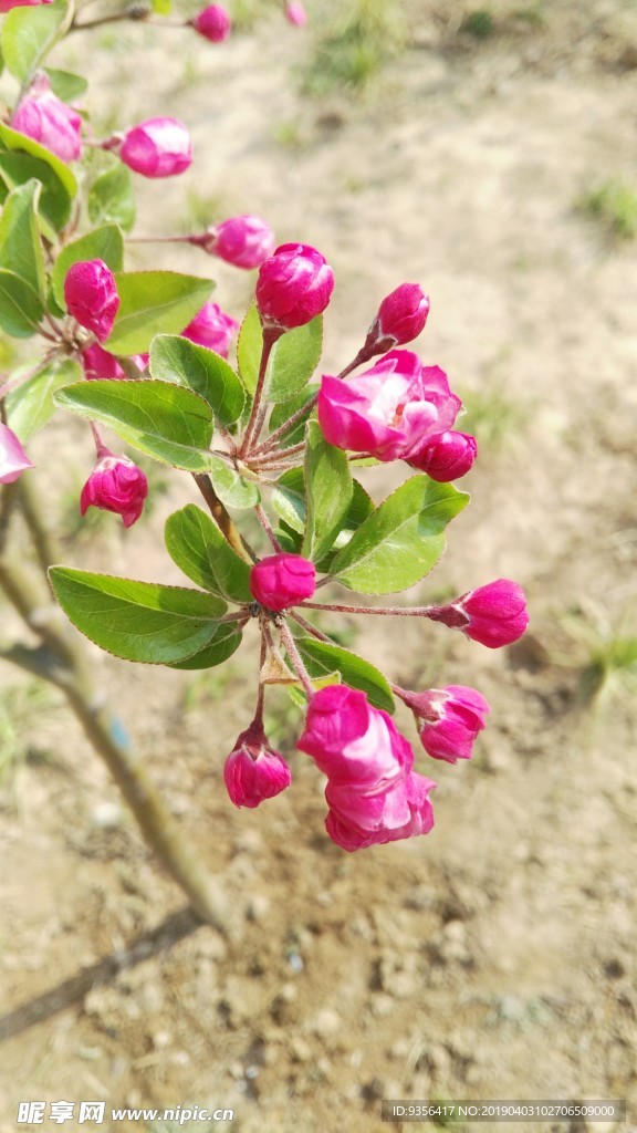 海棠花