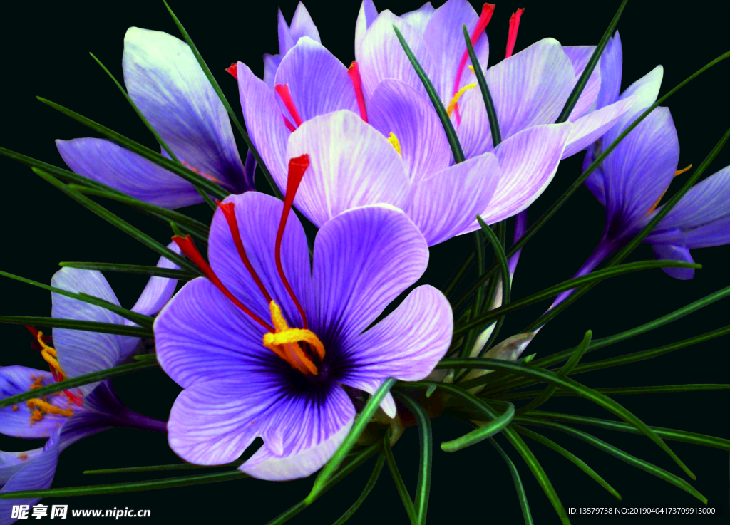 藏红花