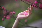手捧桃花