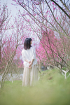 桃花 背影