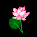 荷花