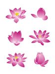 莲花