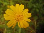 野菊花