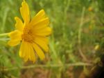 野菊花