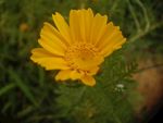 野菊花