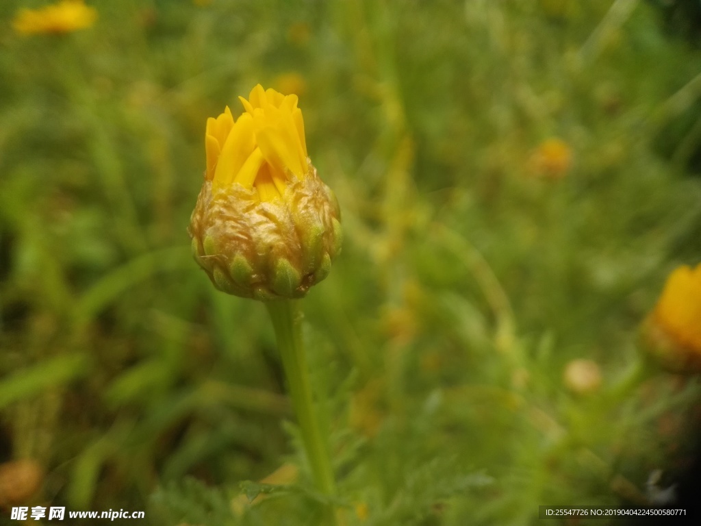 野菊花