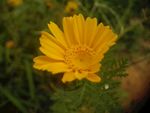 野菊花