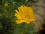 野菊花