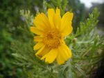 野菊花