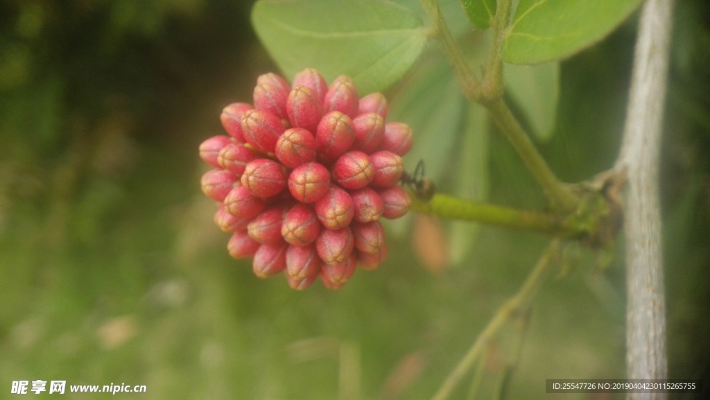 朱缨花