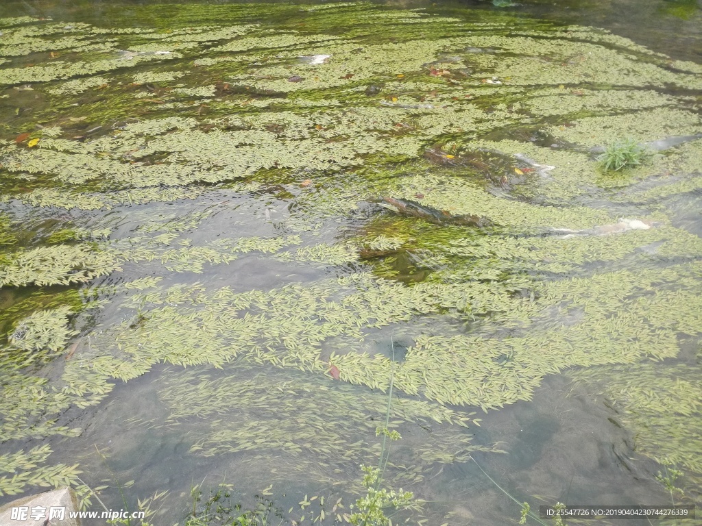 水草