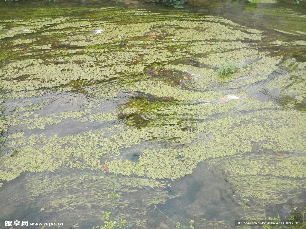 水草