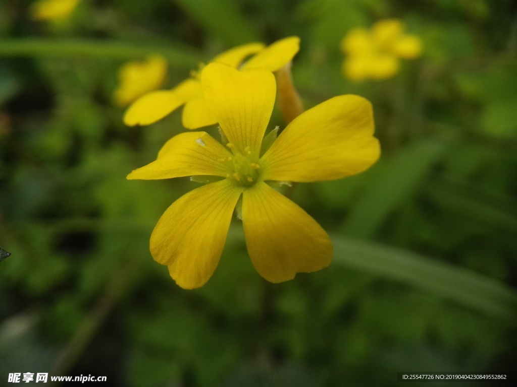 小黄花