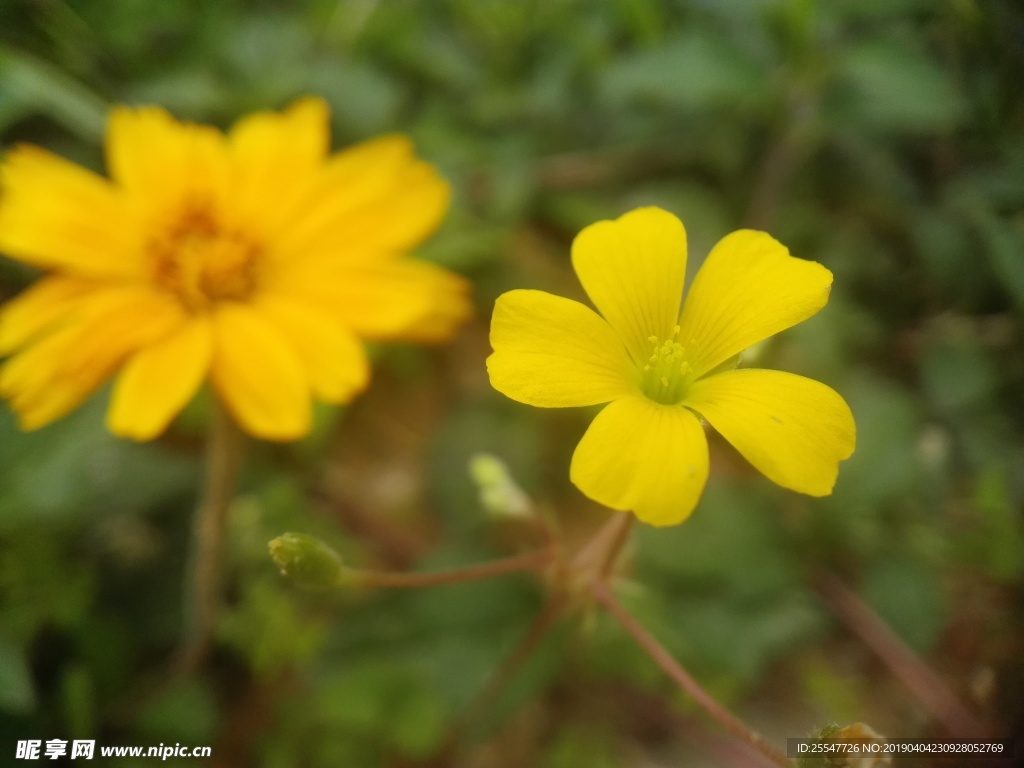 小黄花