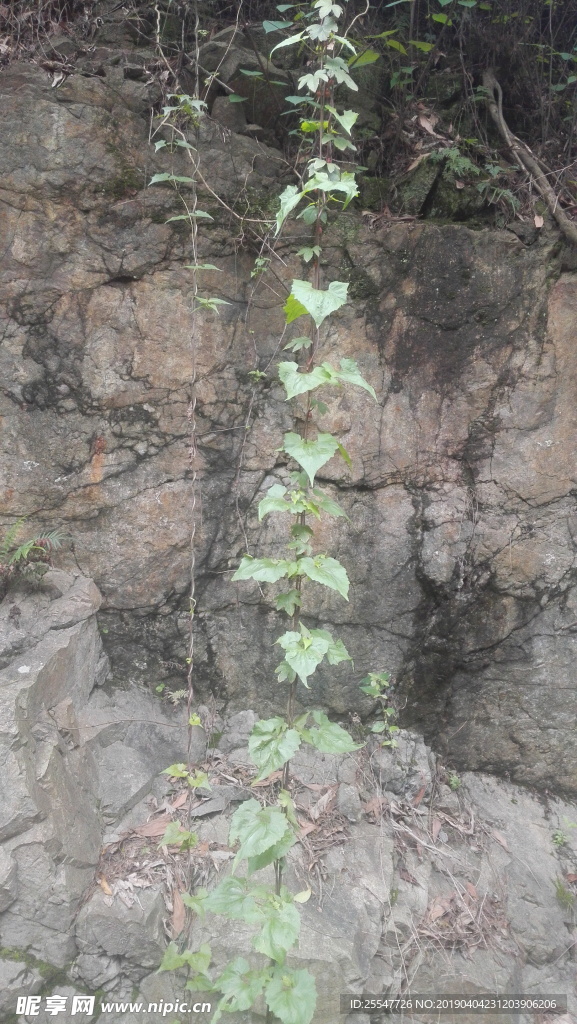 爬山虎
