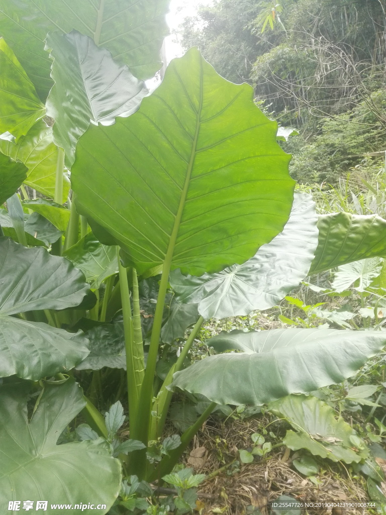 海芋