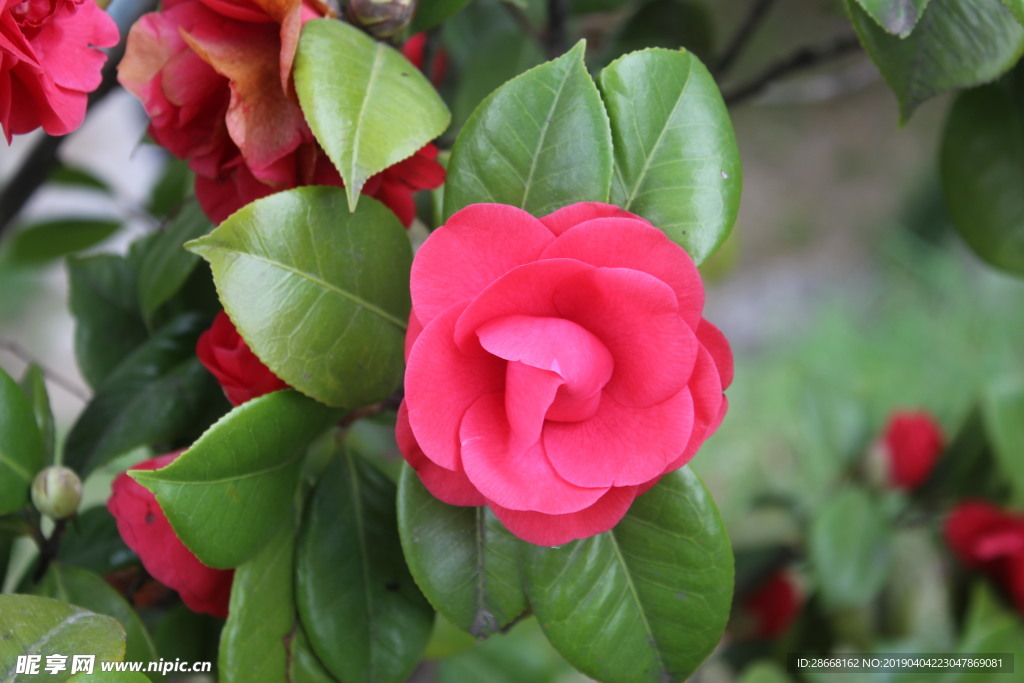 山茶花
