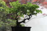 盆栽