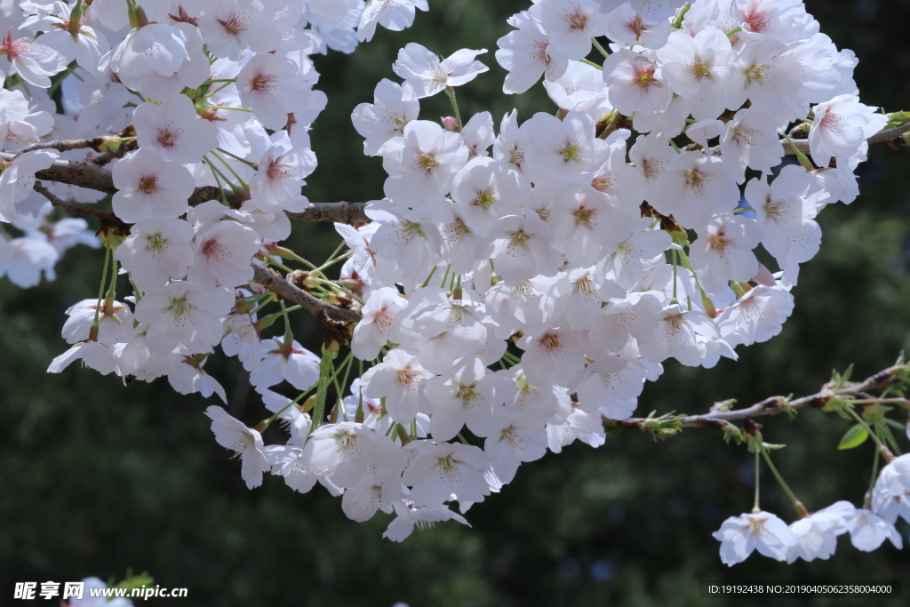 樱花