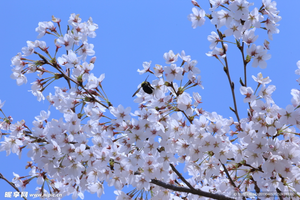 樱花