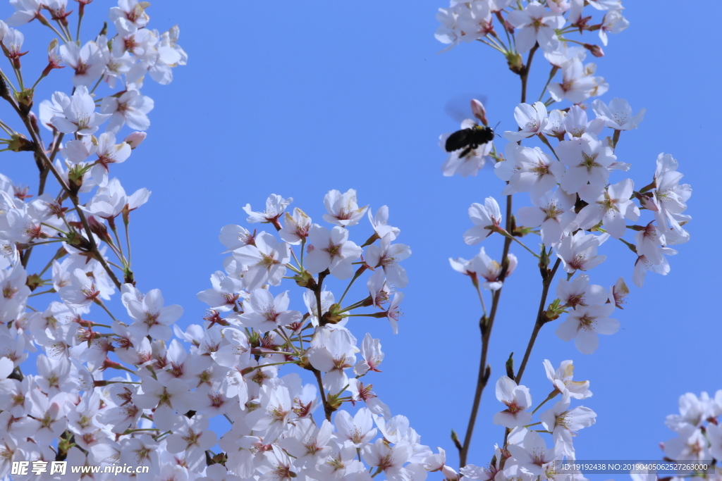 樱花