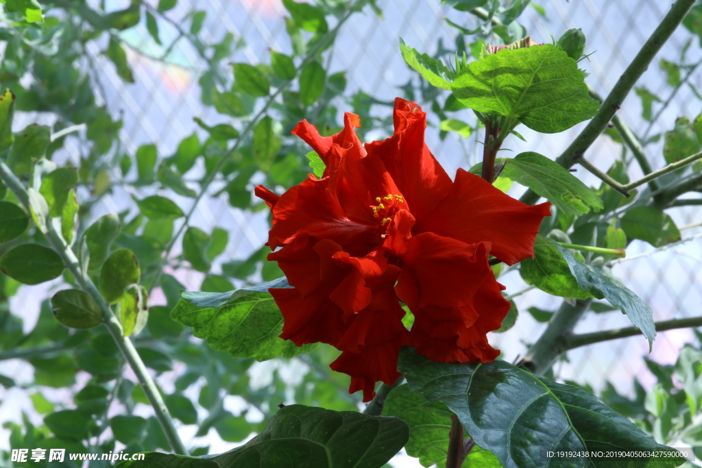 扶桑花