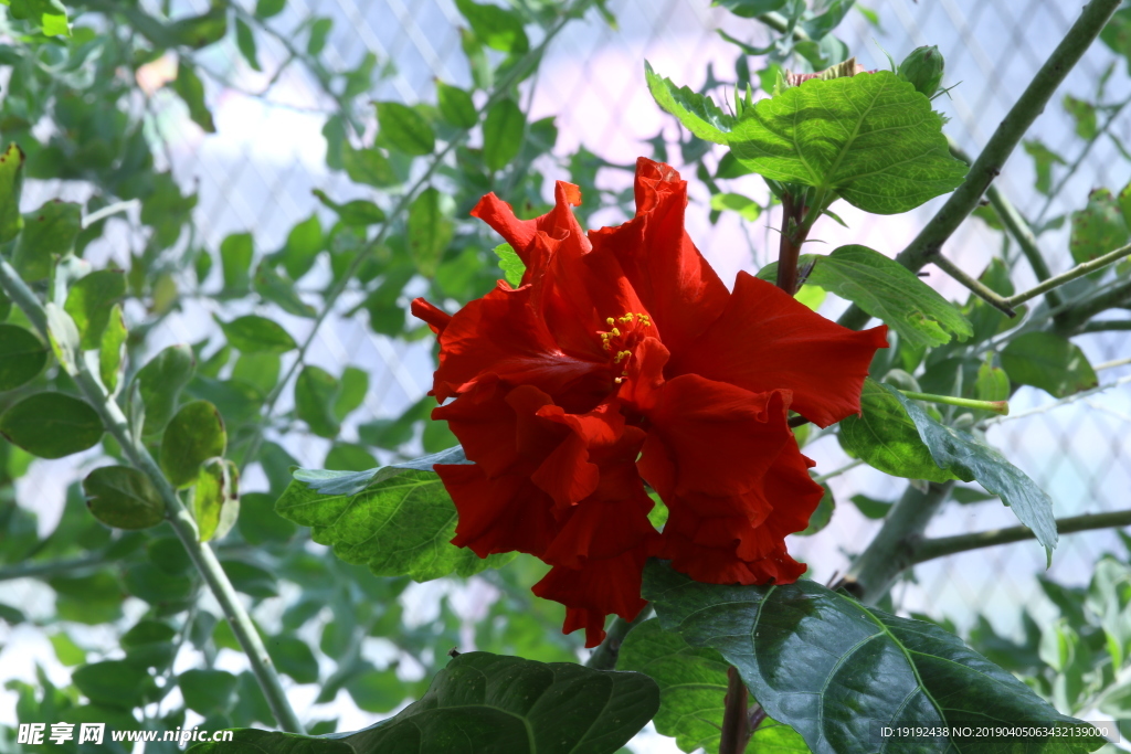 扶桑花
