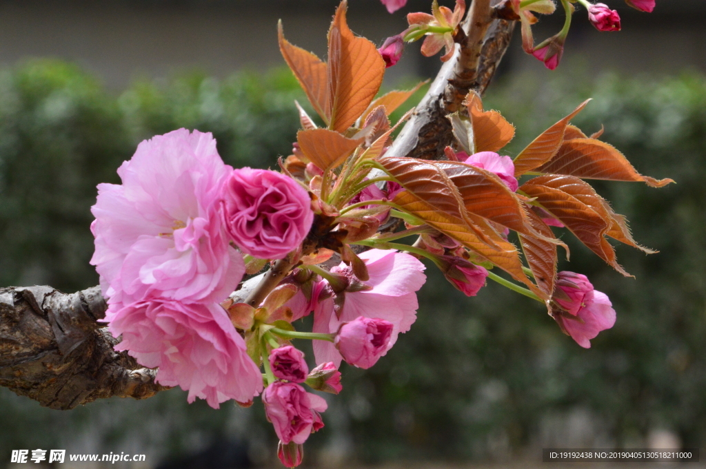 樱花