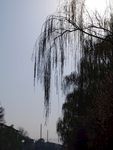 柳树春景