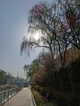 柳树春景