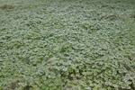 四叶草