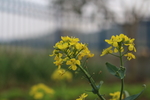 油菜花