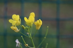 油菜花