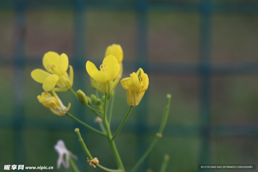 油菜花